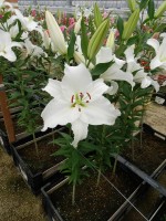 [4326 Signum VZ No01.JPG]